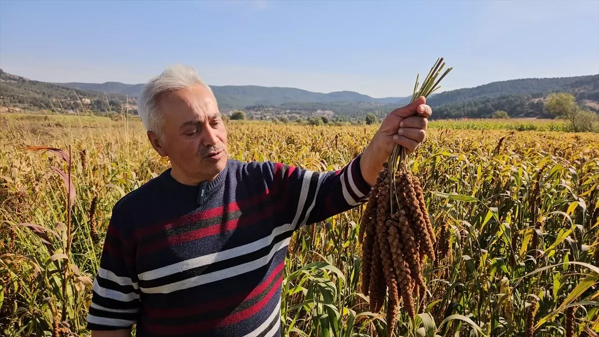 Sındırgı\'da Daldarı Hasadı Başladı