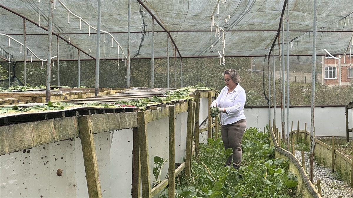 Trabzon\'dan Salyangozla Kozmetik Üretimi