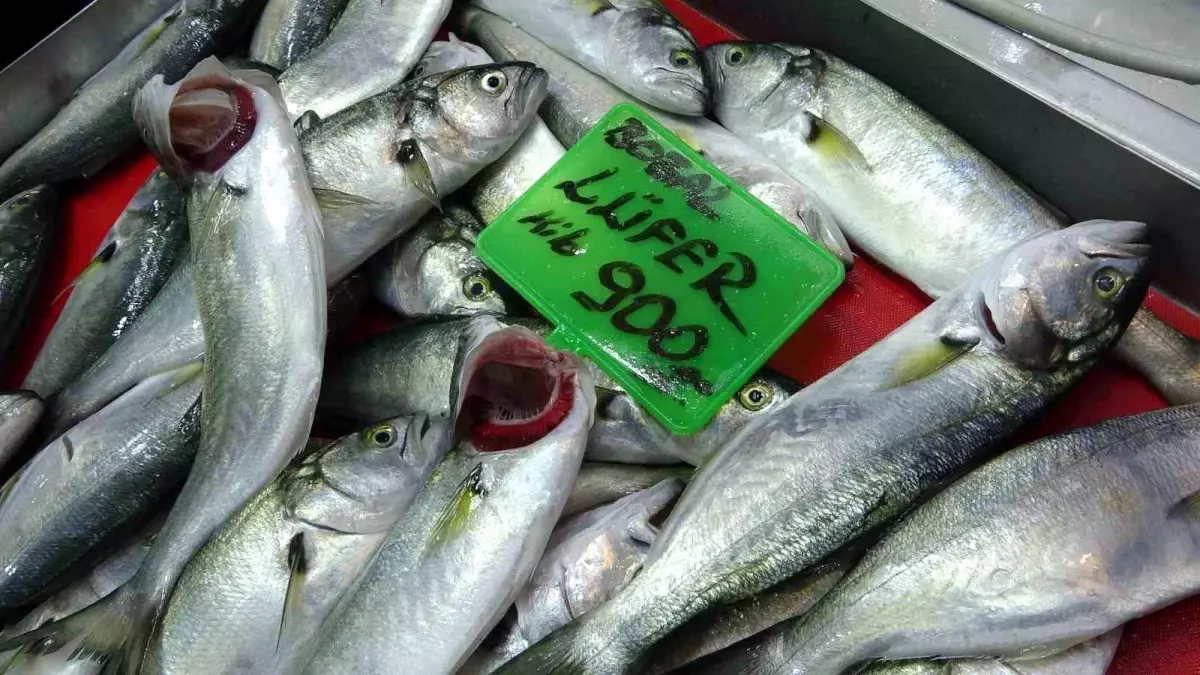 Lüfer Balmı Sıra Dışı Bollukta