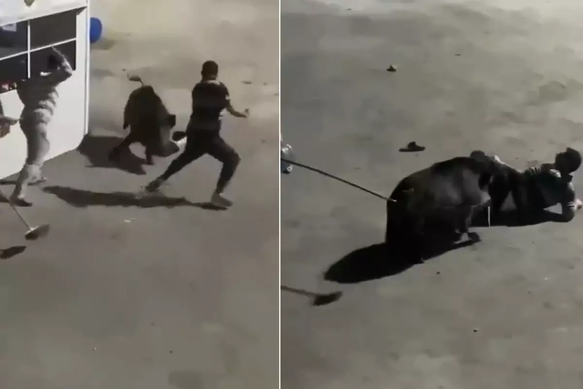 Görüntü İstanbul\'un göbeğinden! İşçilere domuz saldırdı