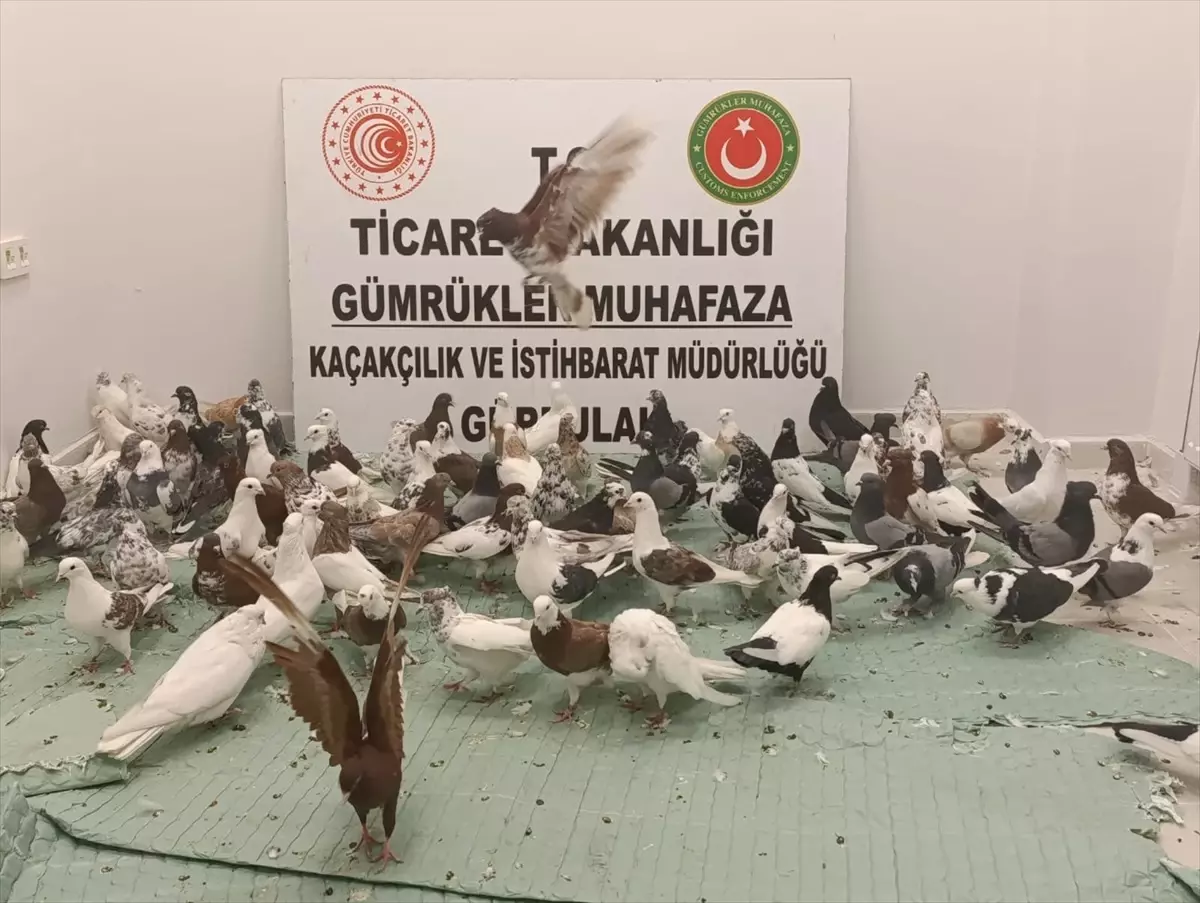 Gürbulak\'ta 85 Güvercin Ele Geçirildi
