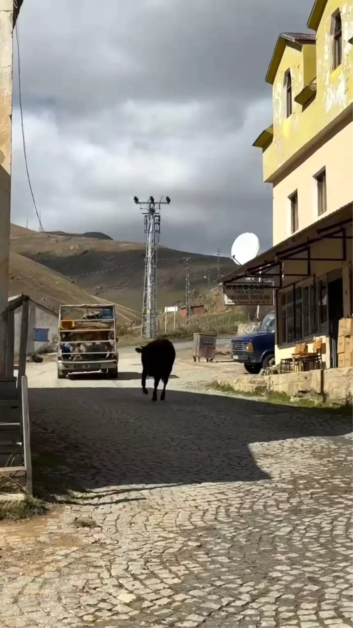 Duygu Dolu Veda: İneklerin Dostluğu