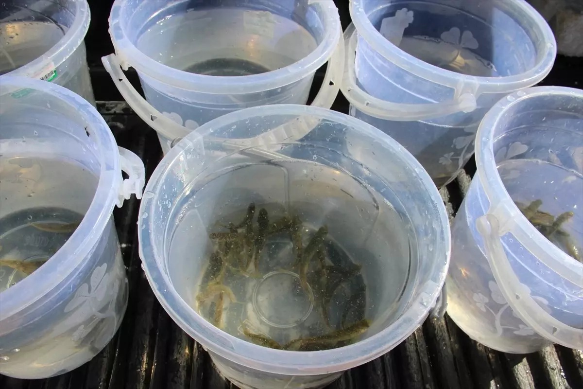 Kırşehir\'de 3 Bin Alabalık Gölete Salındı