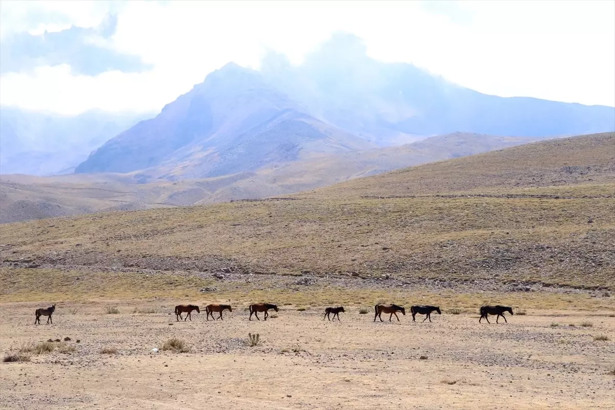 Erciyes\'te Yılkı Atları Özgürce Yaşıyor
