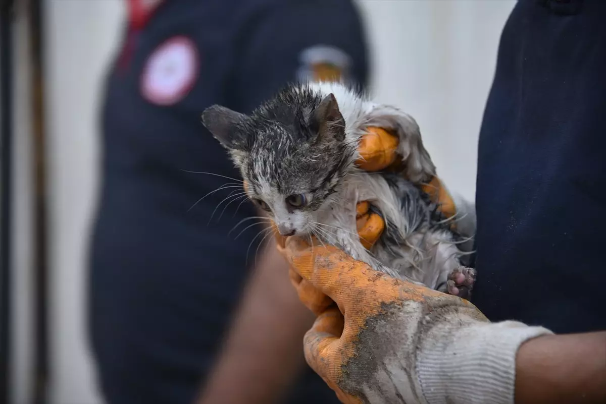 Kedi Yavrusunu İtfaiye Kurtardı