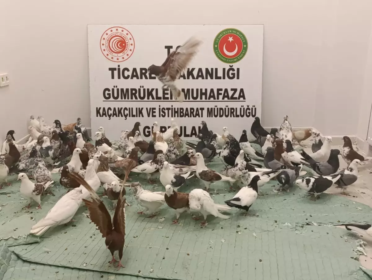 Gürbulak\'ta Kaçak Güvercin Ele Geçirildi