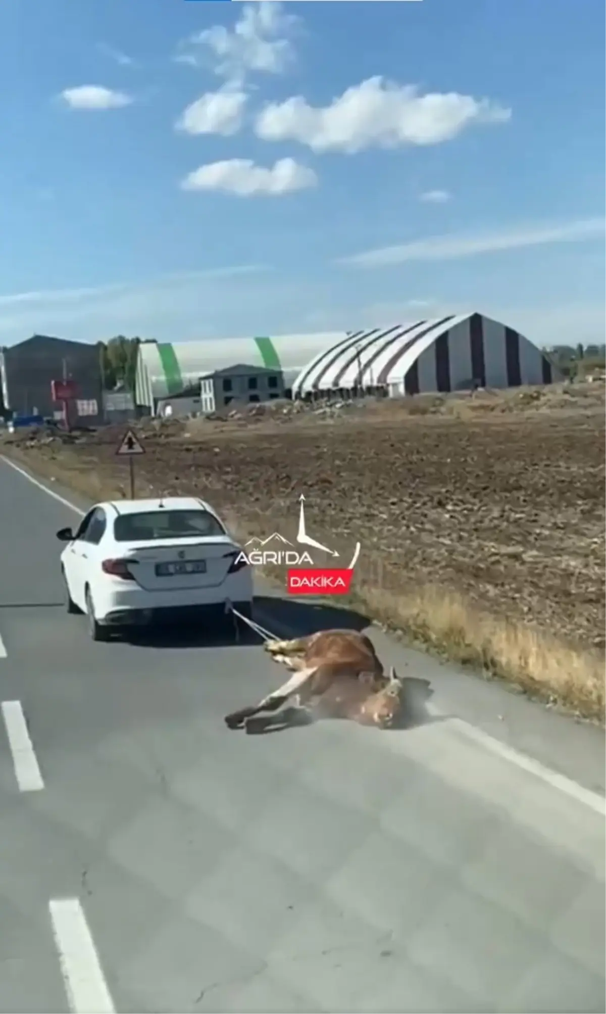 Ölü ineği aracına bağlayıp kilometrelerce sürükledi