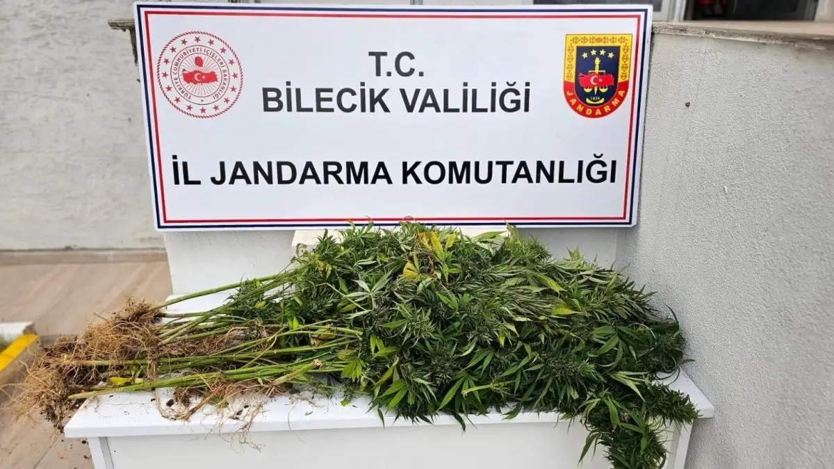 Bilecik\'te Yasa Dışı Kenevir Ele Geçirildi
