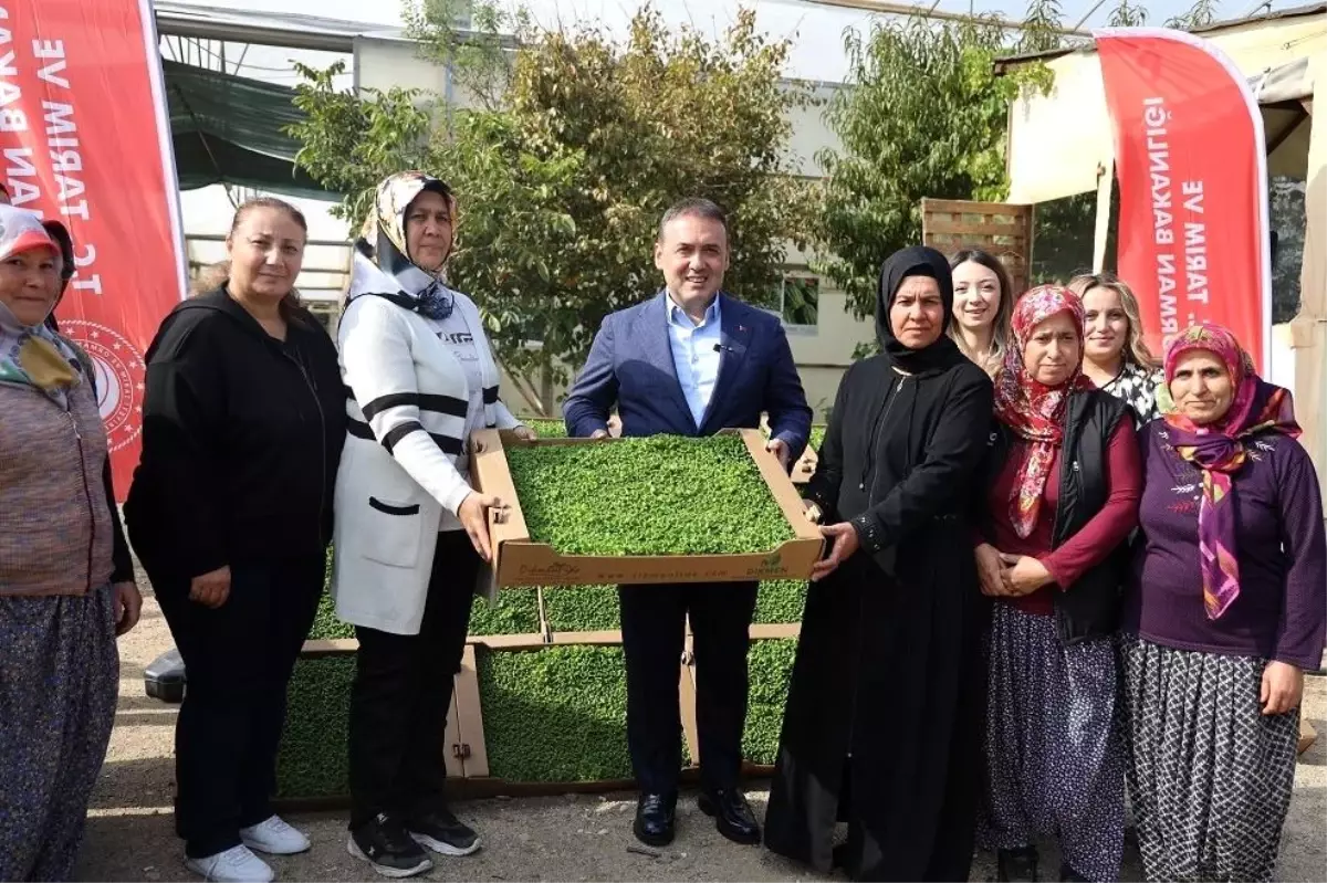 Bilecik\'te Marul Fidesi Dağıtımı Gerçekleşti