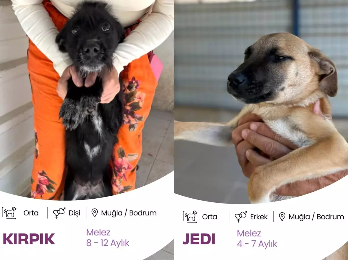 Bodrum\'da Sokak Hayvanları için Dijital Yuvalandırma Platformu!