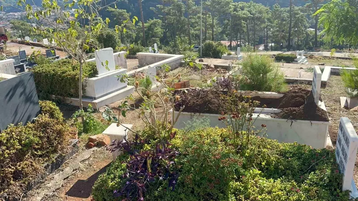 Marmaris\'te Yaban Domuzu Sorunu Büyüyor