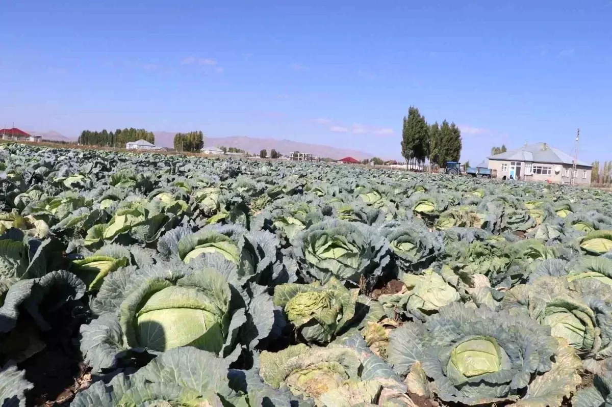Yalçınkaya\'da Lahana Hasadı Başladı