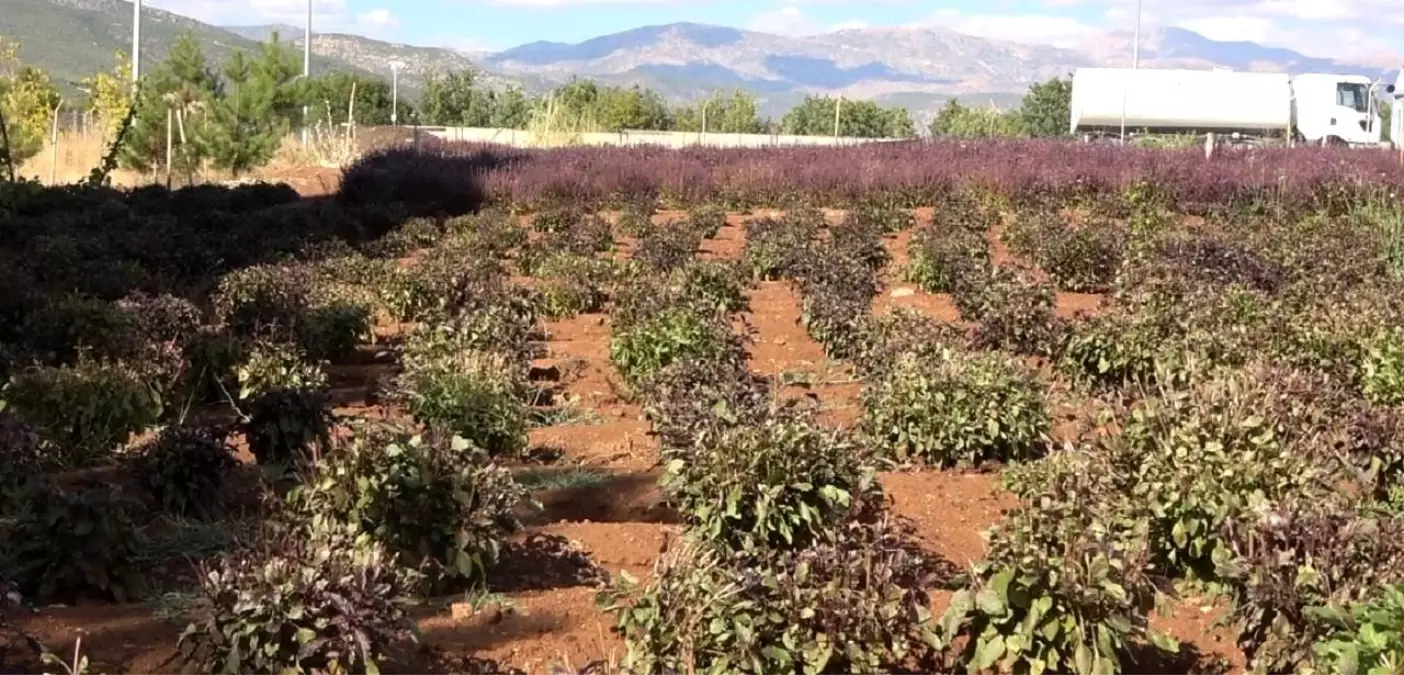 Reyhan Çiçeği Arıcılığı Canlandırdı