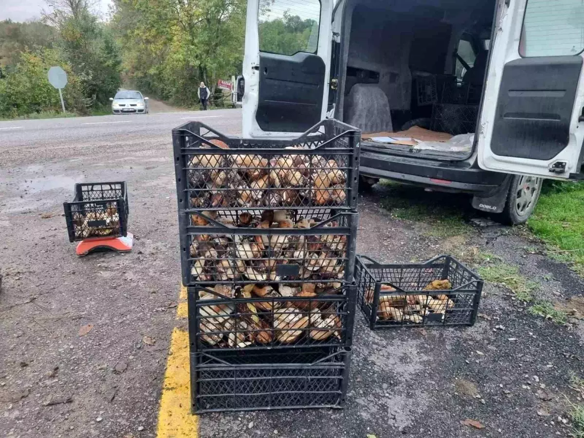 Sinop\'ta Fesleğen Mantar Sezonu Açıldı