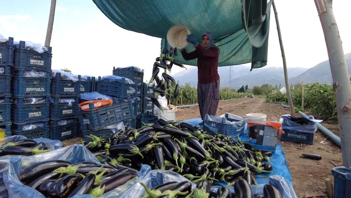 Erzincan\'da 700 Kişi İçin Sera Projesi