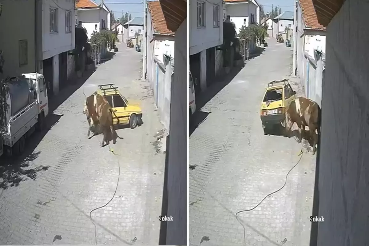 Ahırdan kaçan öfkeli boğa hıncını arabadan çıkardı