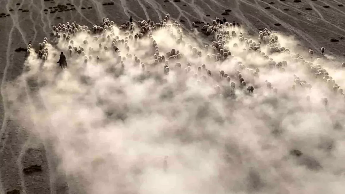 Karapınar\'da Koyunların Görsel Şöleni