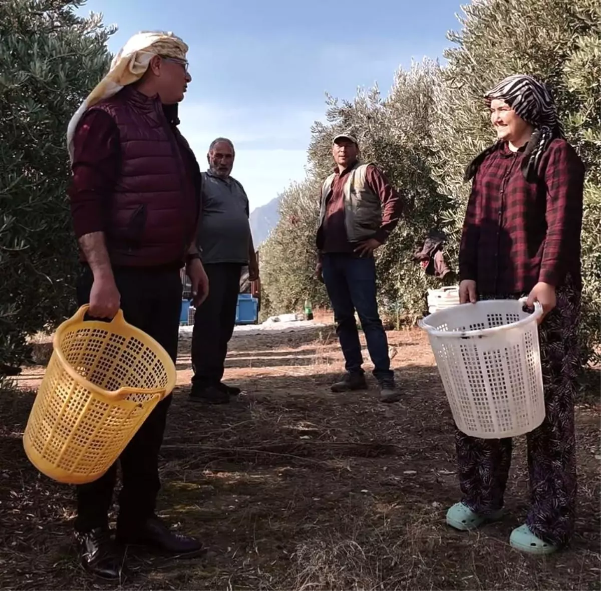 Manisa\'da Zeytin Hasat Dönemi Başladı