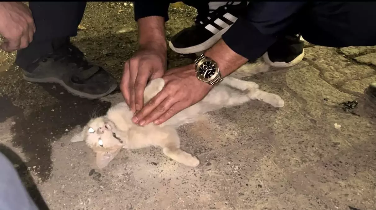 Bingöl\'de İtfaiye Personeli Kediye Kalp Masajı Yaptı, Kurtarılamadı