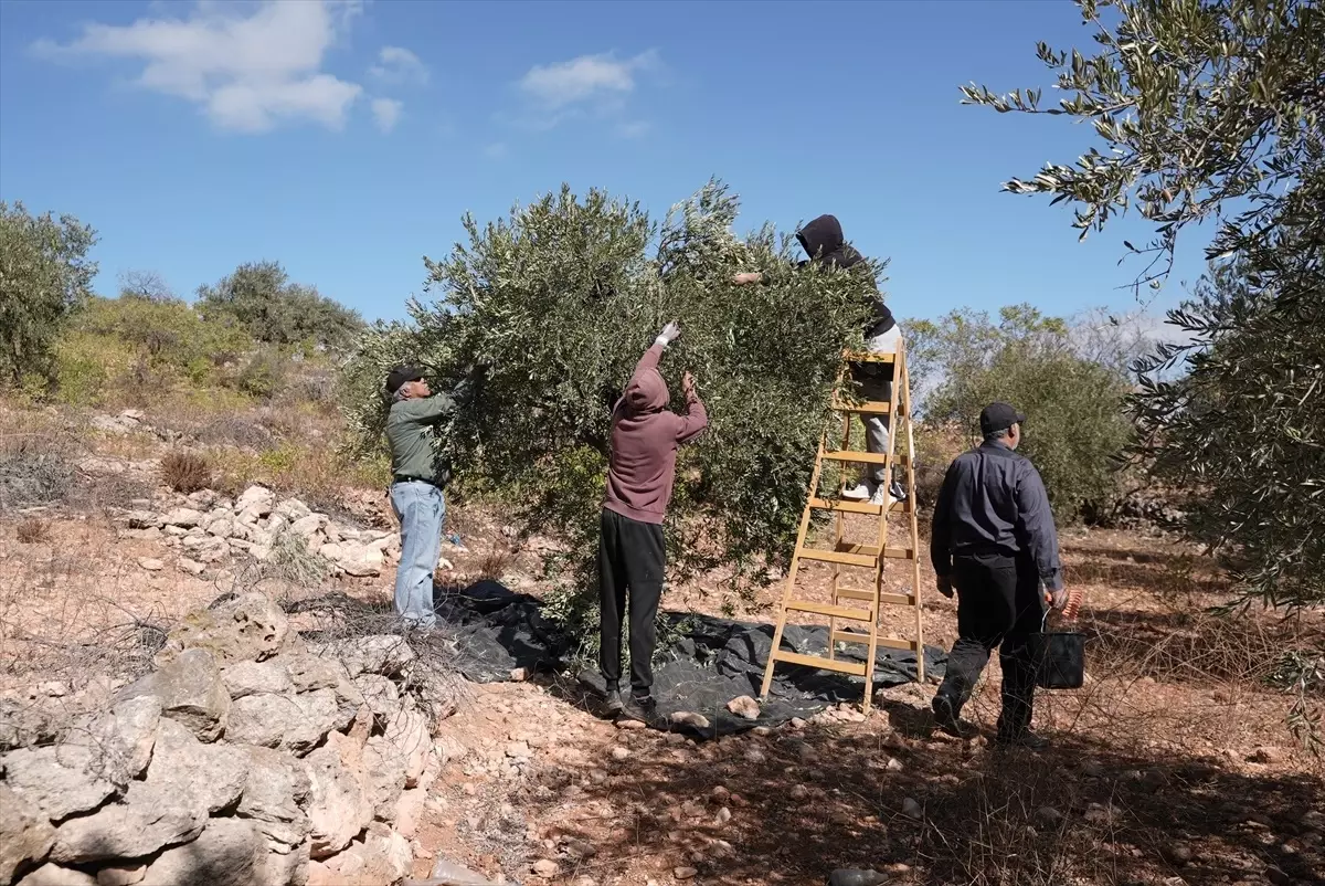 Burka\'da Zeytin Hasadı Korku ve Endişeyle Geçiyor