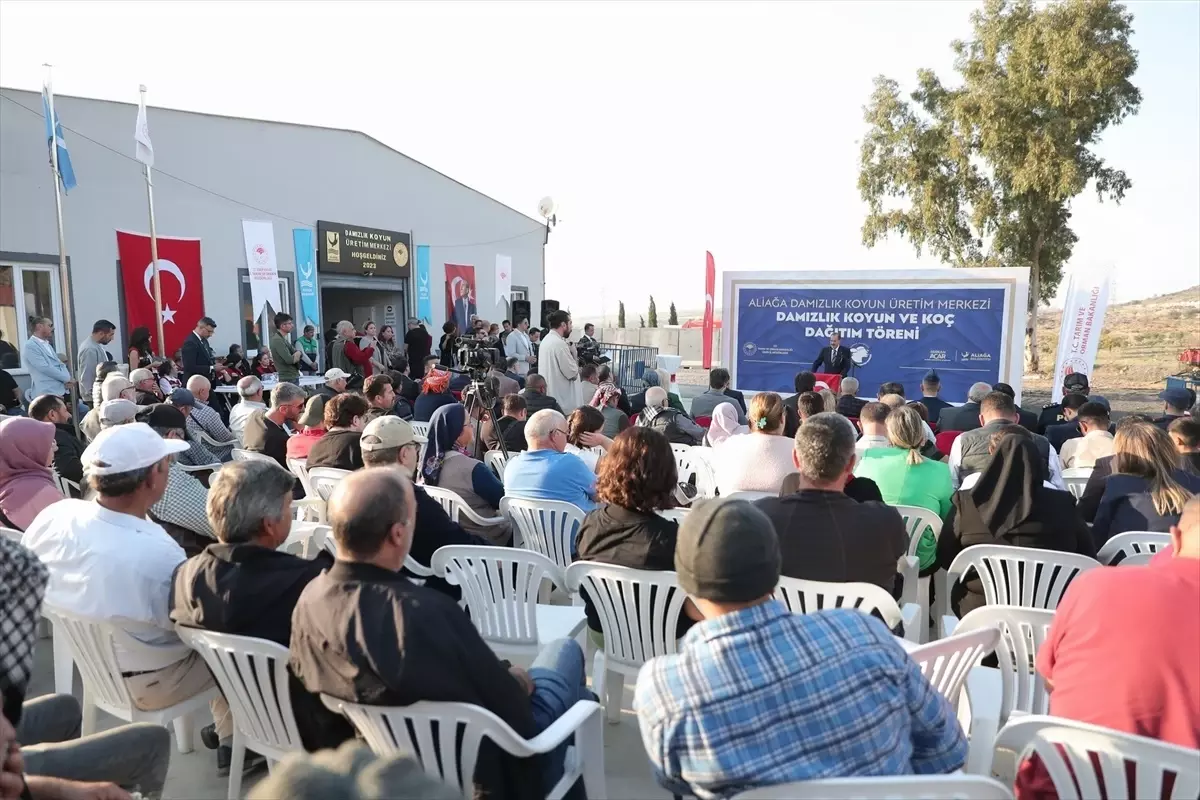 Aliağa\'da Hibelik Koyun ve Koç Dağıtımı