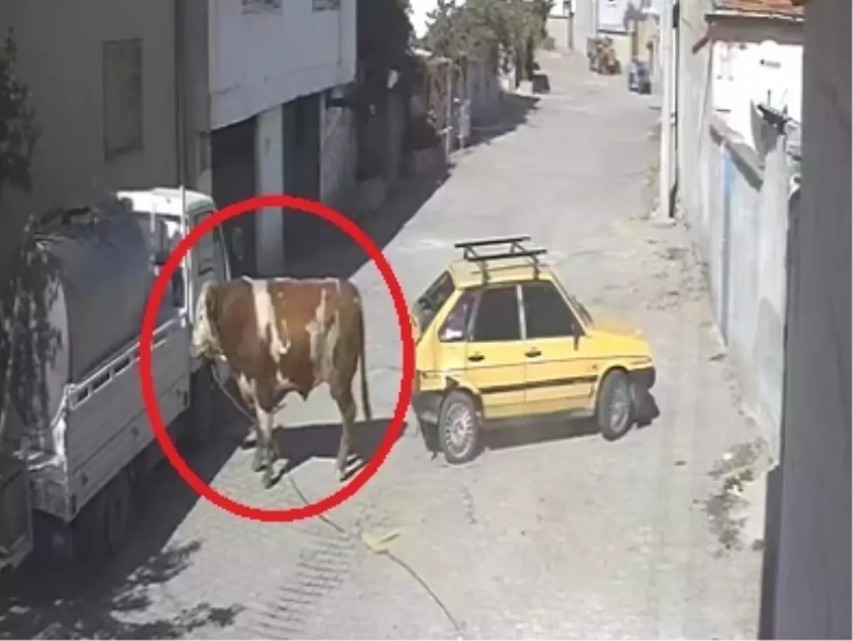 Boğa, Park Halindeki Araca Zarar Verdi