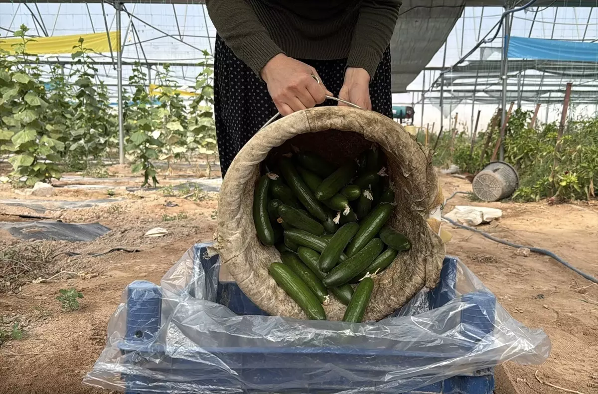 Kadın Girişimciden Sera Başarısı
