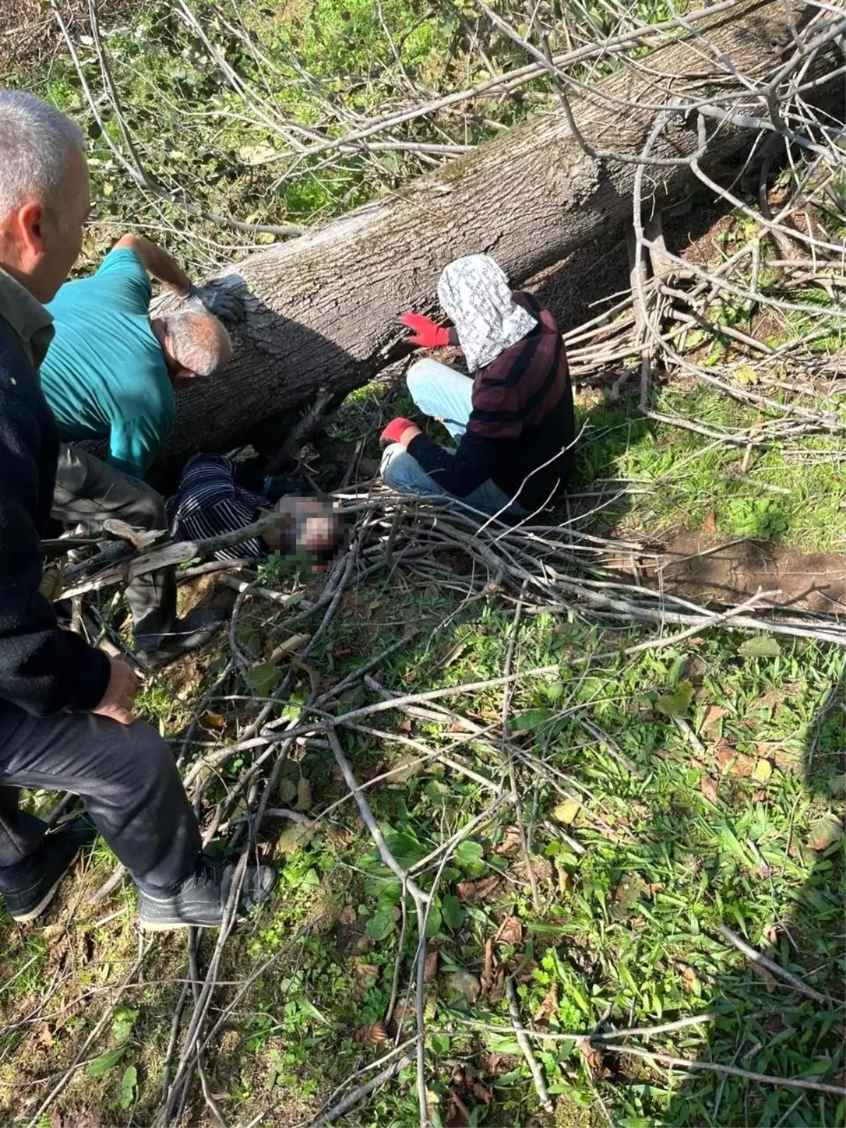 Ağaç Altında Kalan Adam Hayatını Kaybetti