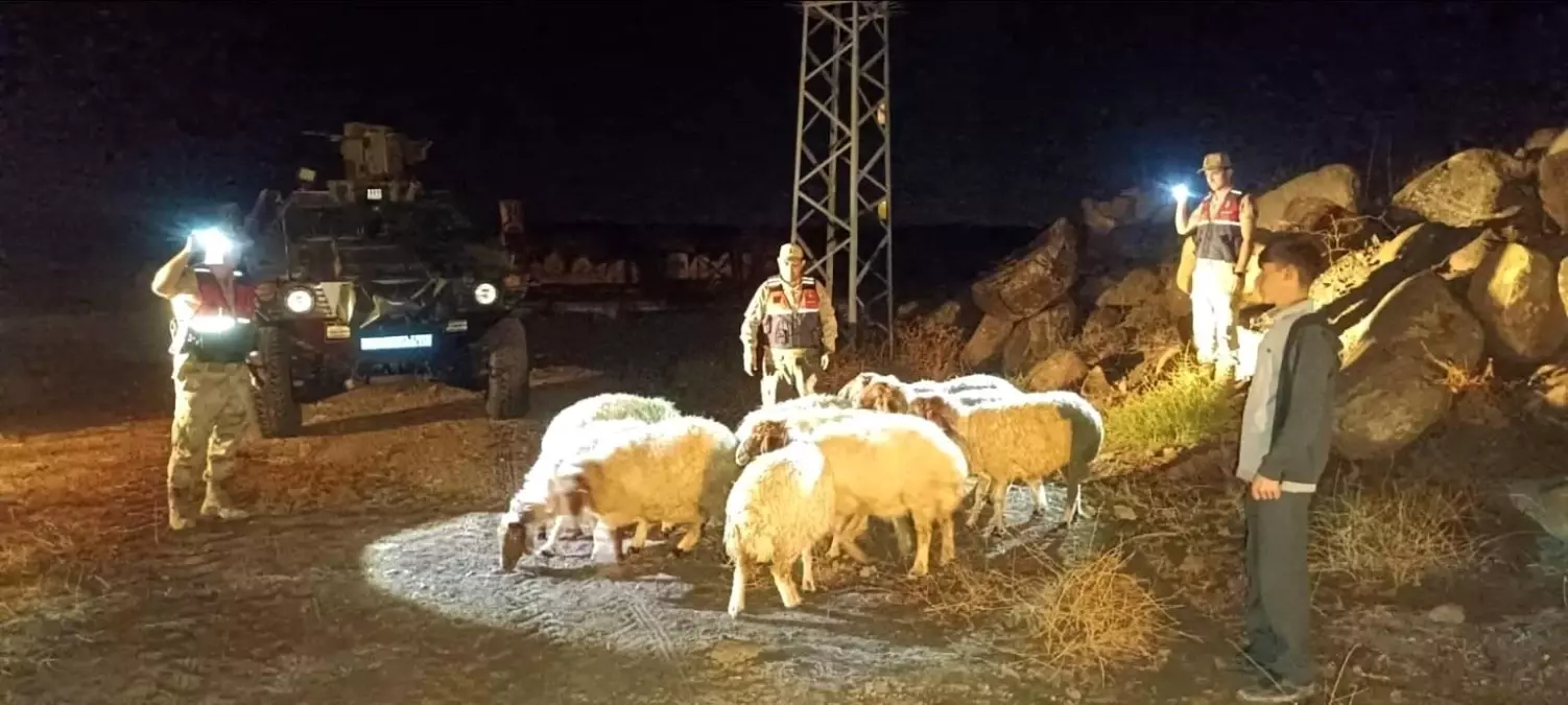 Kilis\'te Kaybolan 11 Koyun Bulundu