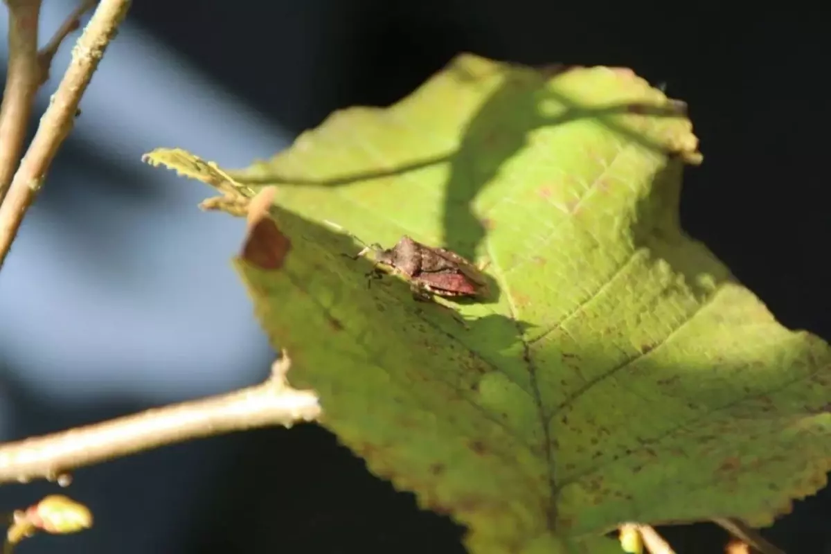 Tarım ve Orman Bakanlığı, kahverengi kokarcaya karşı harekete geçti