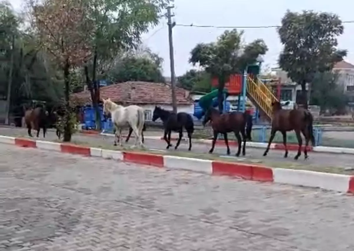 Hayrabolu\'da Başıboş Atlar Trafiği Felç Etti