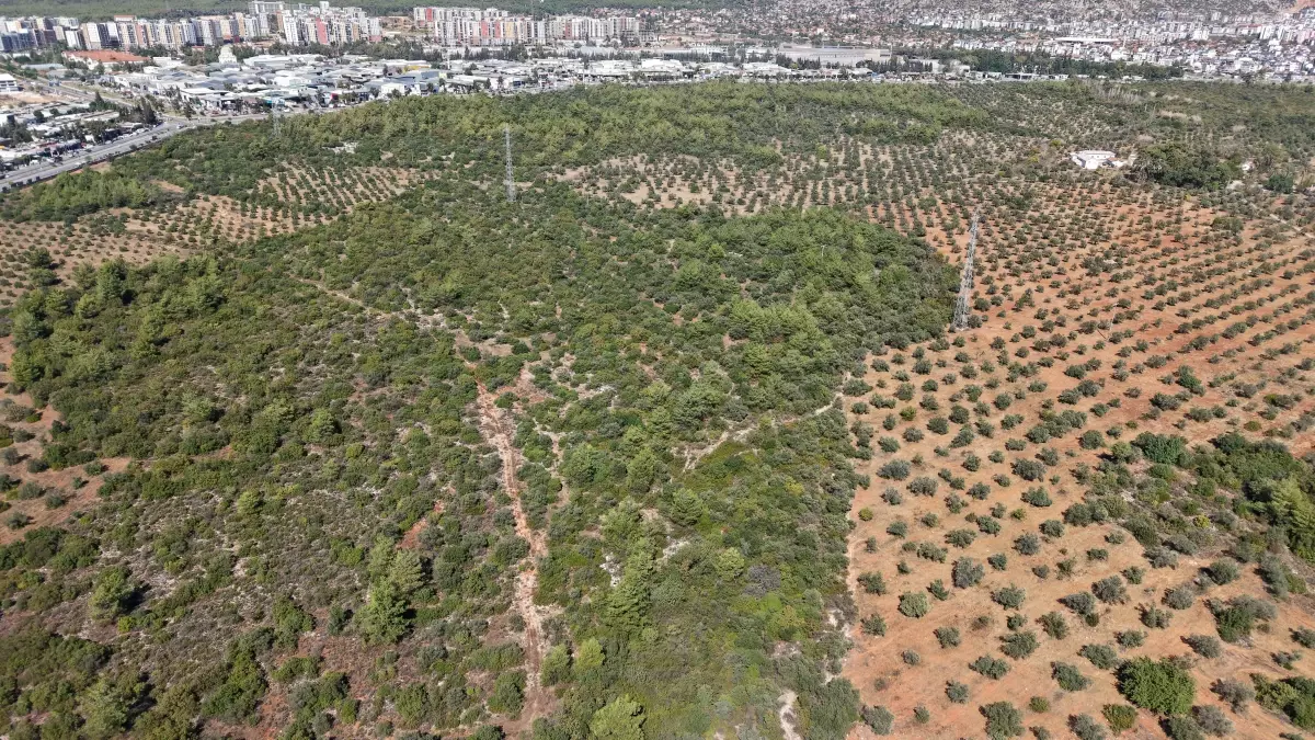 Antalya\'da Zeytin Hasadı Başladı