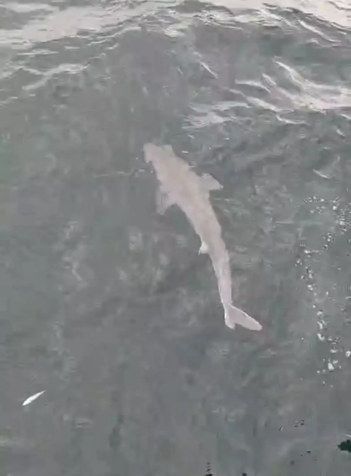 Amasra\'da Balıkçıların Ağına Camgöz Köpek Balığı Takıldı