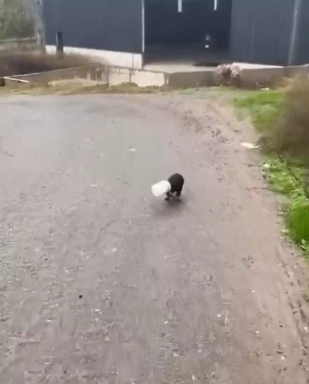 Yavru Köpeği Kurtaran Şoför