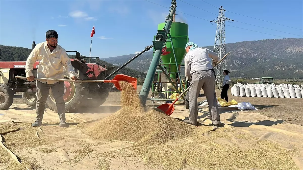 Çorum\'da Çeltik Hasadı ve Kurutma Süreci