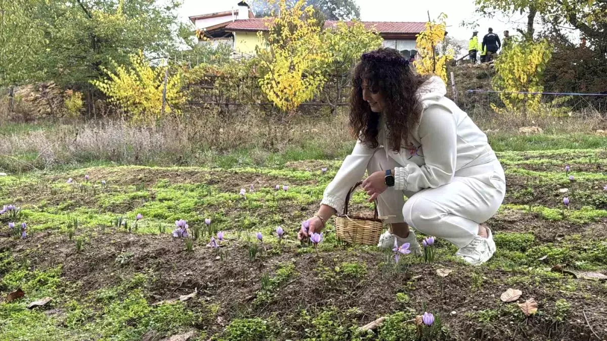Safranın Kilogramı 600 Bin Lira