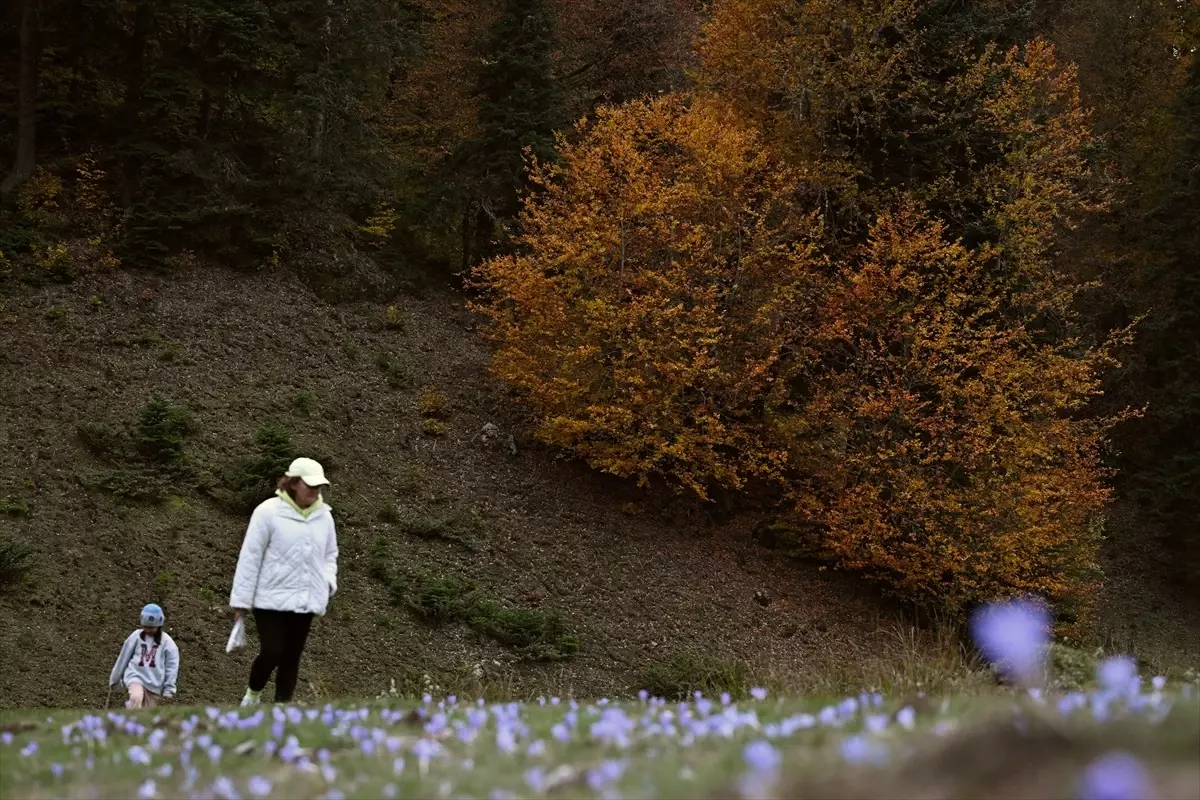 Sonbahar Renk Cümbüşü: Düzce, Sakarya, Bolu