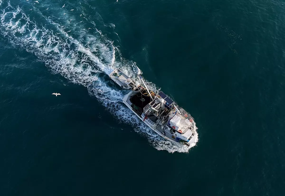 Egeliler Sardalya Bereketiyle Dönüyor