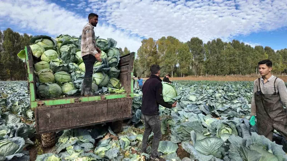Erciş Lahanası Hasat Başladı