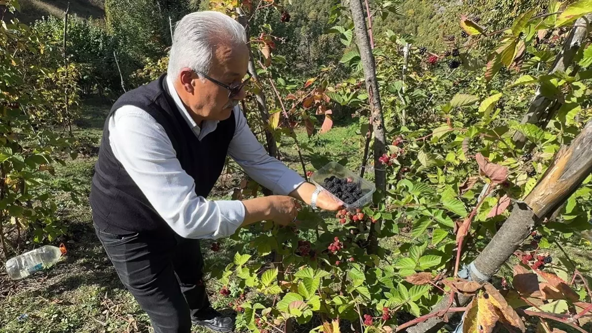 Giresun\'da Ahududu ve Böğürtlen Hasadı Başladı