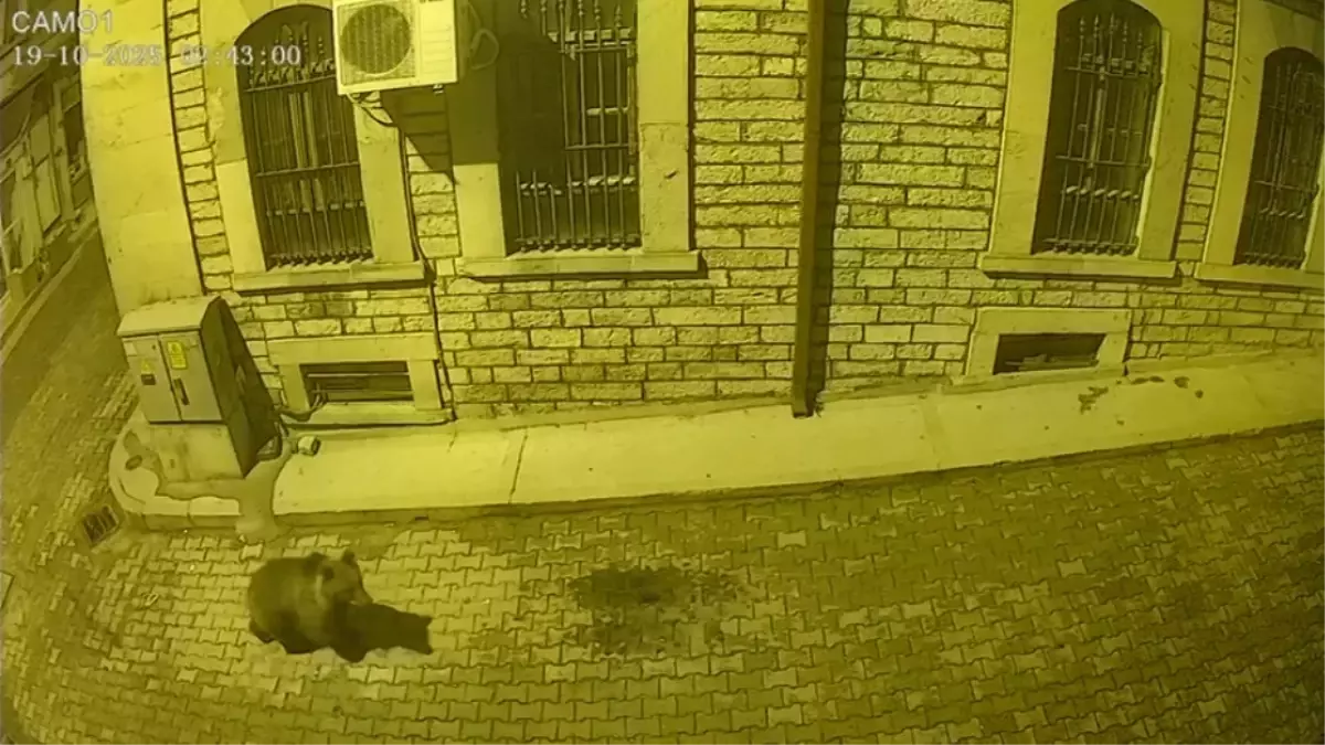 Aç kalan ayı sokaklara indi, köpekler kovaladı! İlginç anlar kameralarda