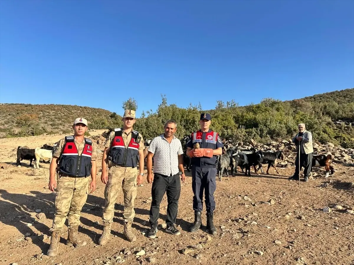 Yaralı Kerkenez Kuşu Koruma Altına Alındı