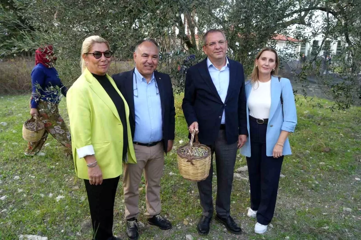 Ayvalık\'ta Zeytin Hasadı ve İhracat Hedefleri