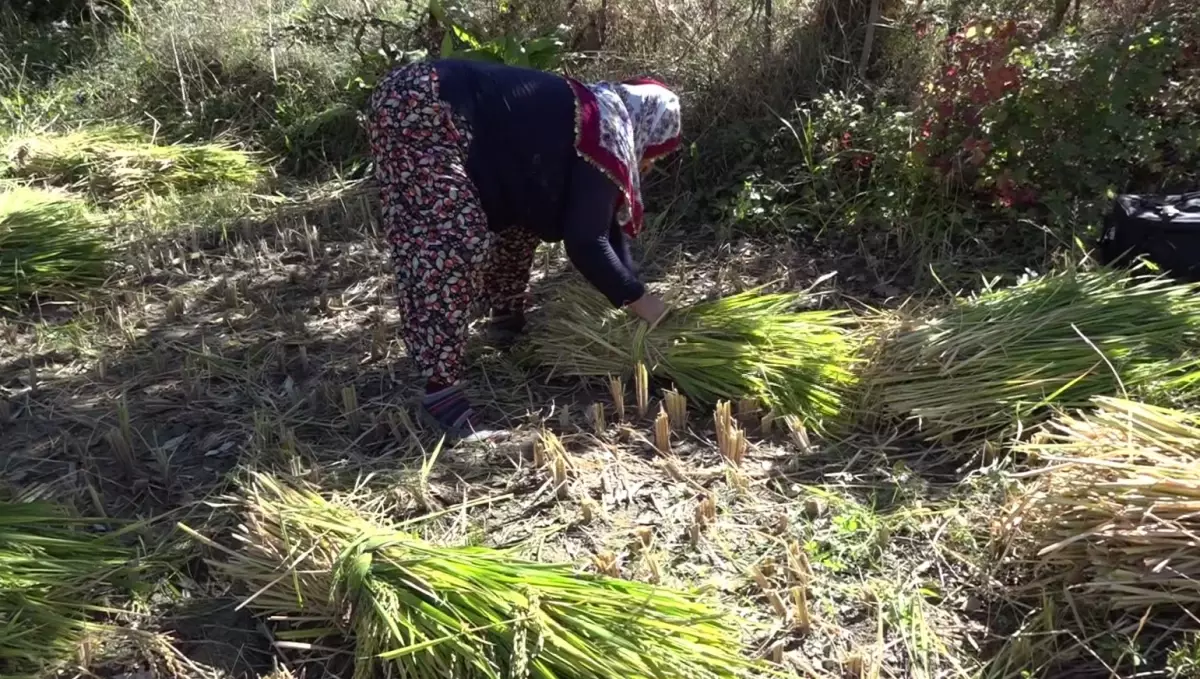 Yusufeli\'nde Geleneksel Çeltik Hasadı