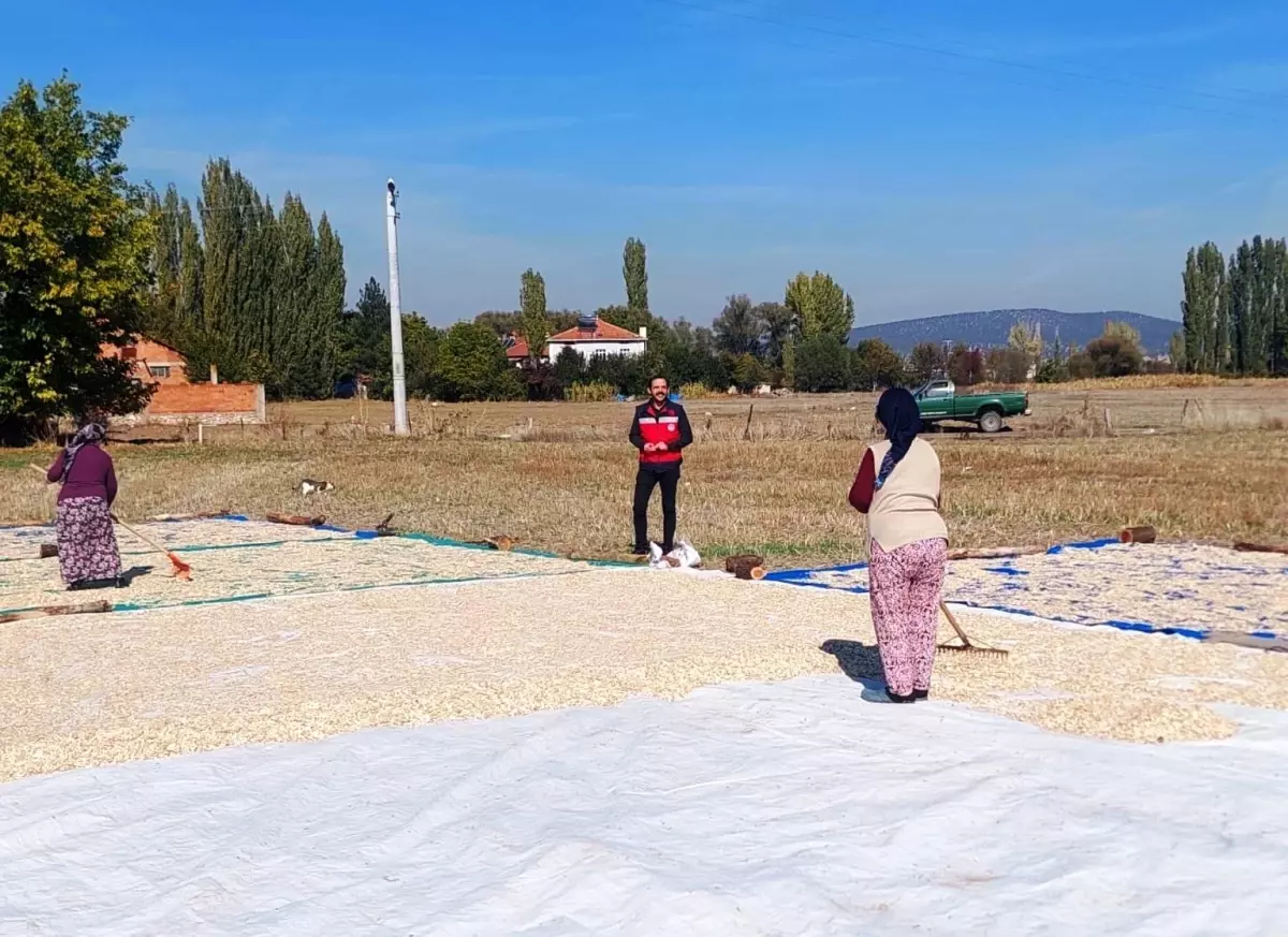 Çavdarhisar\'da Çerezlik Kabak Hasadı Başladı