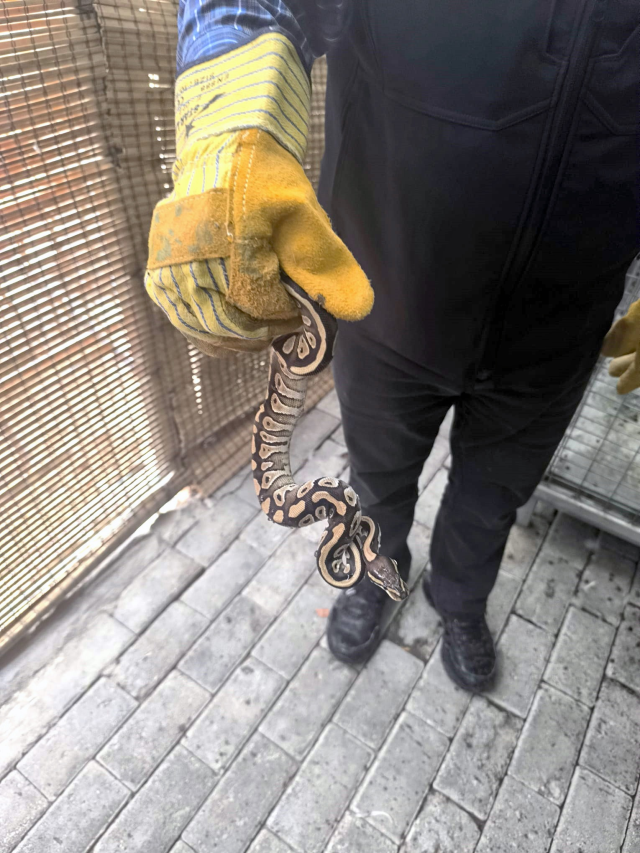Cebinden yavru piton çıkan kişiye para cezası