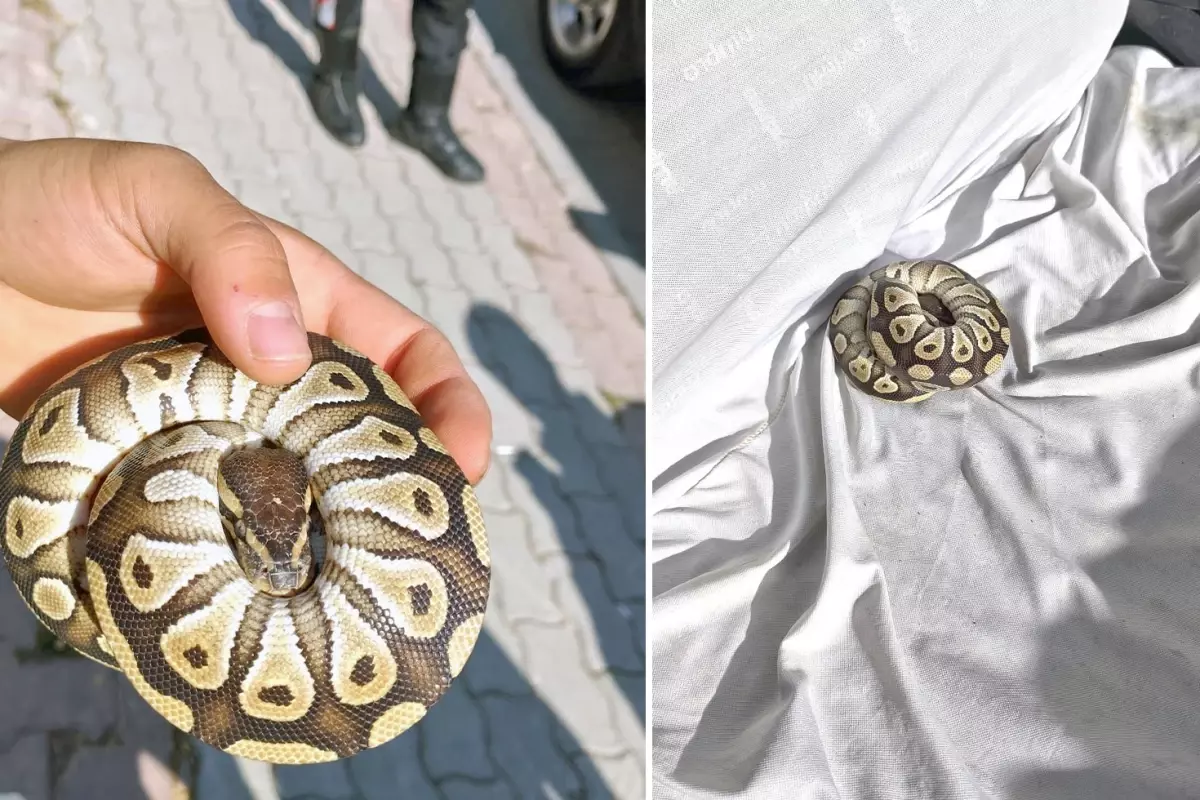Ne silah ne de uyuşturucu! Asayiş kontrolünde cebinden çıkan şok etti