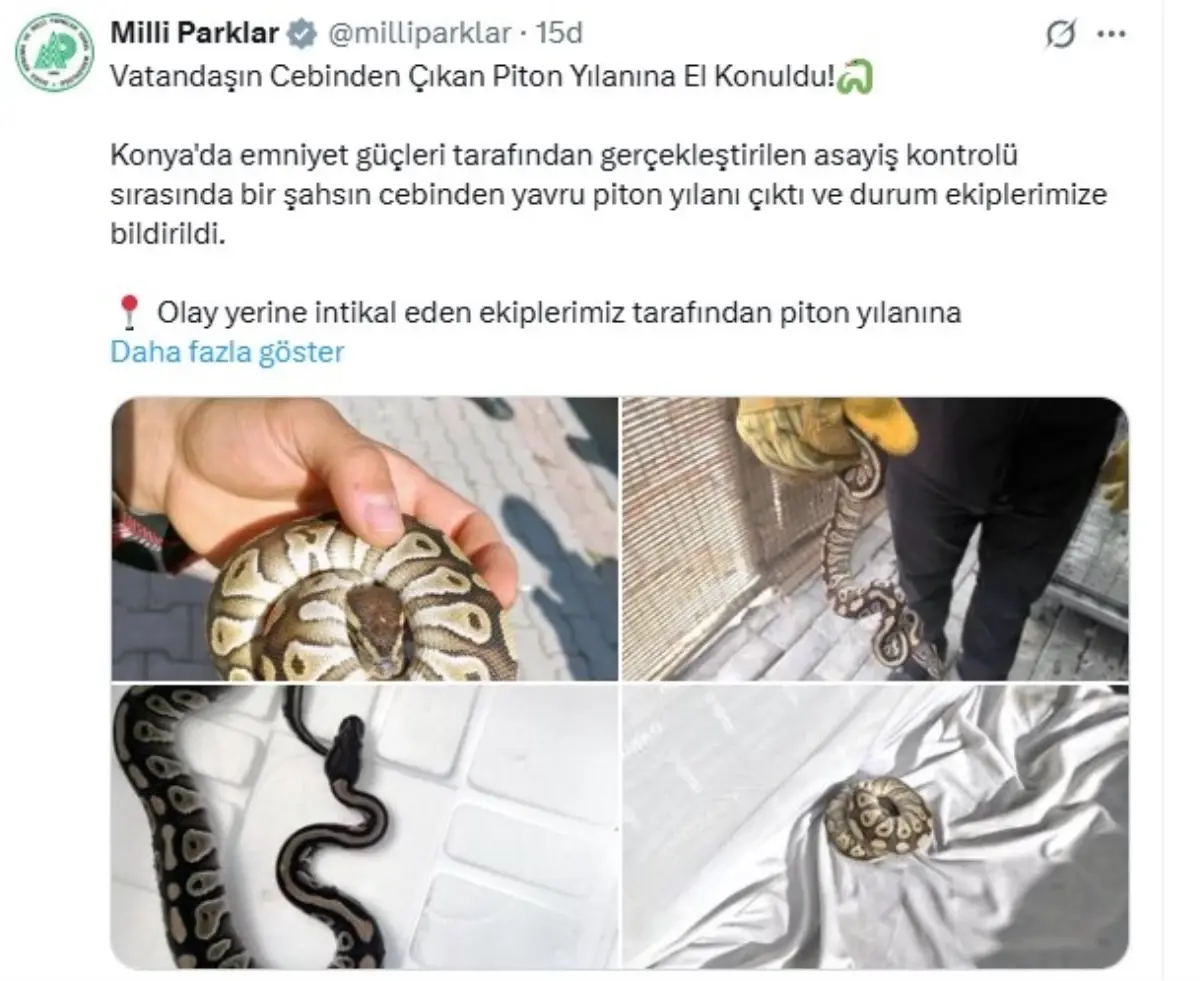 Konya\'da Piton Yılanı Ele Geçirildi