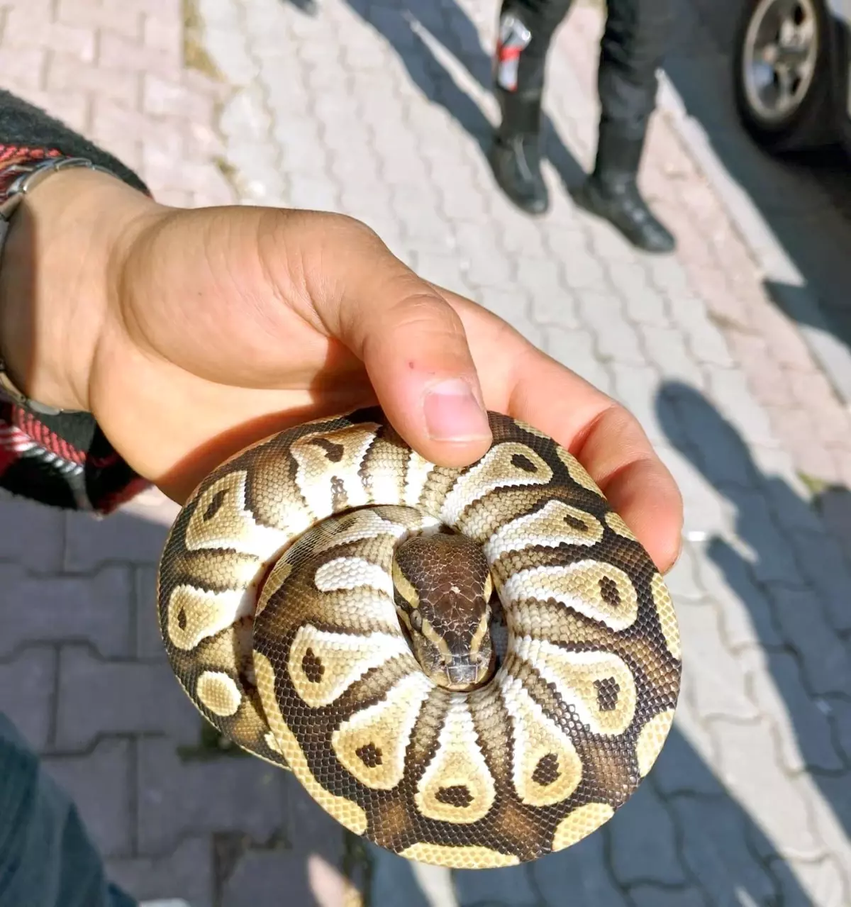 Konya\'da Cebinden Yavru Piton Çıkan Kişiye Ceza