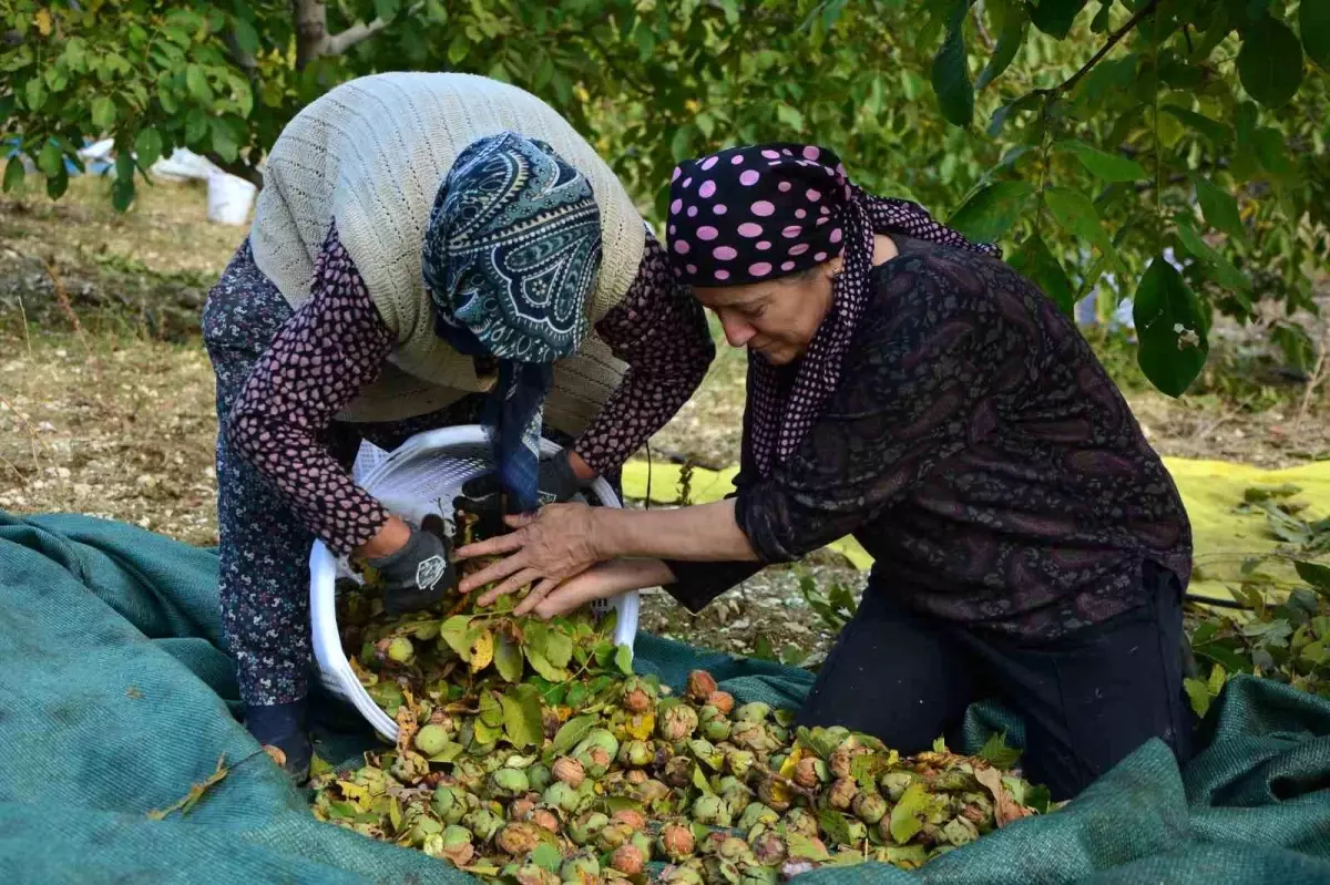 Demirci\'de Ceviz Hasadı Başladı